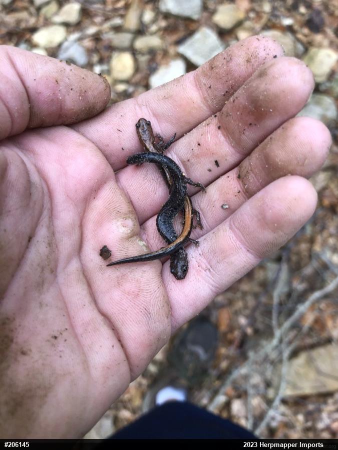 Eastern Red-backed  Salamander