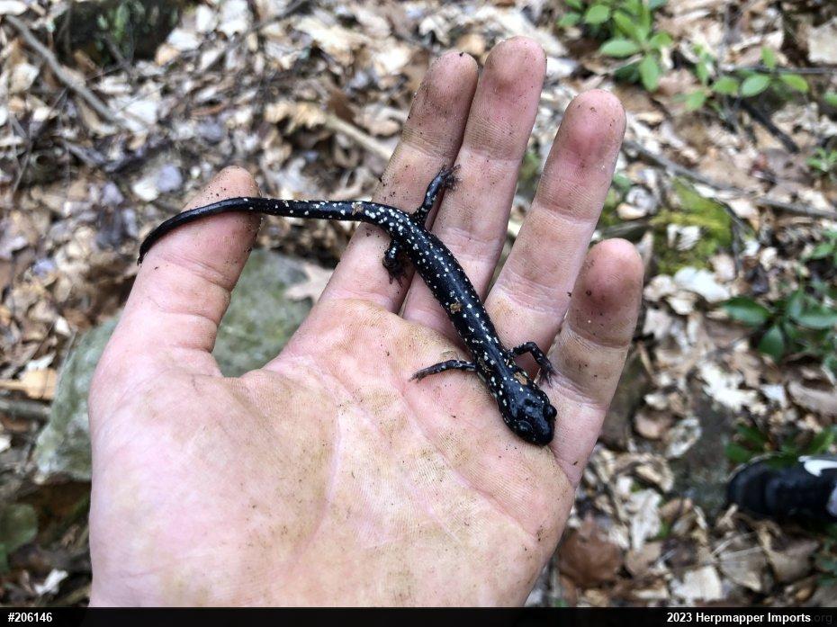 Northern Slimy Salamander