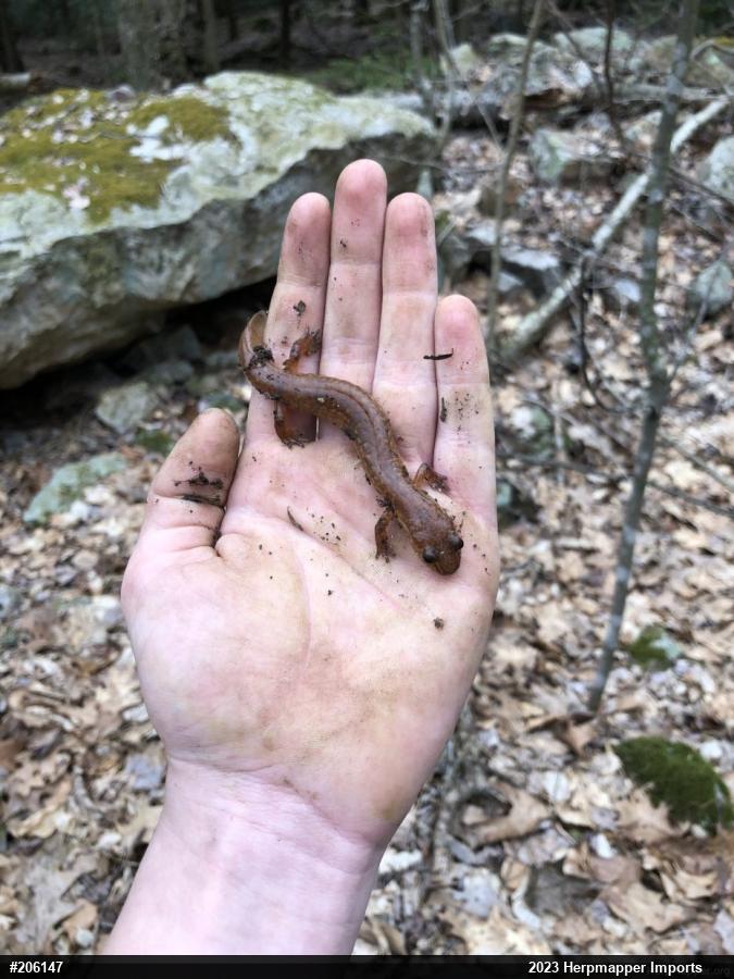 Northern Spring Salamander