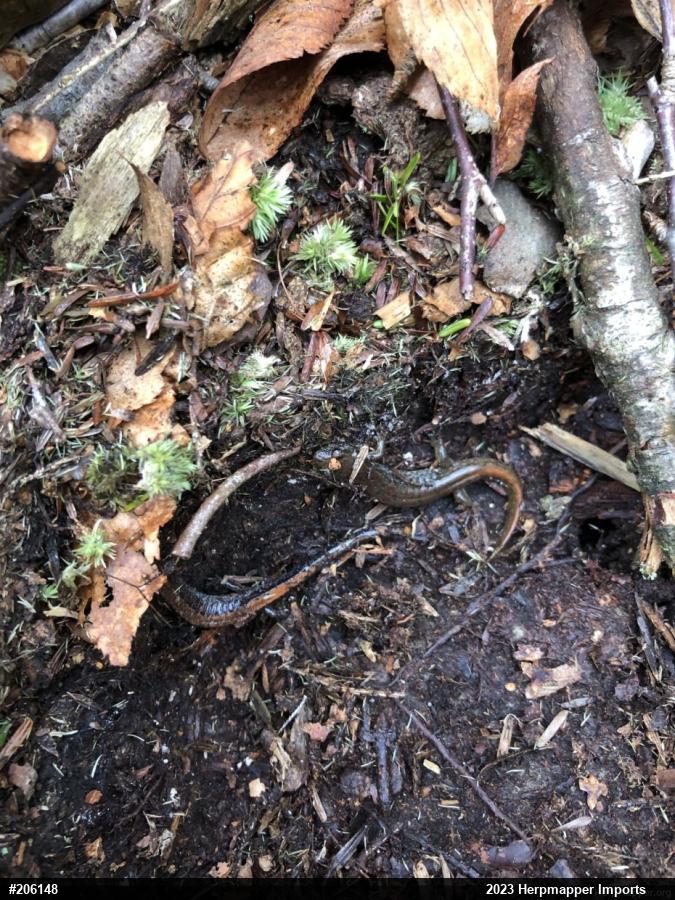 Northern Dusky Salamander