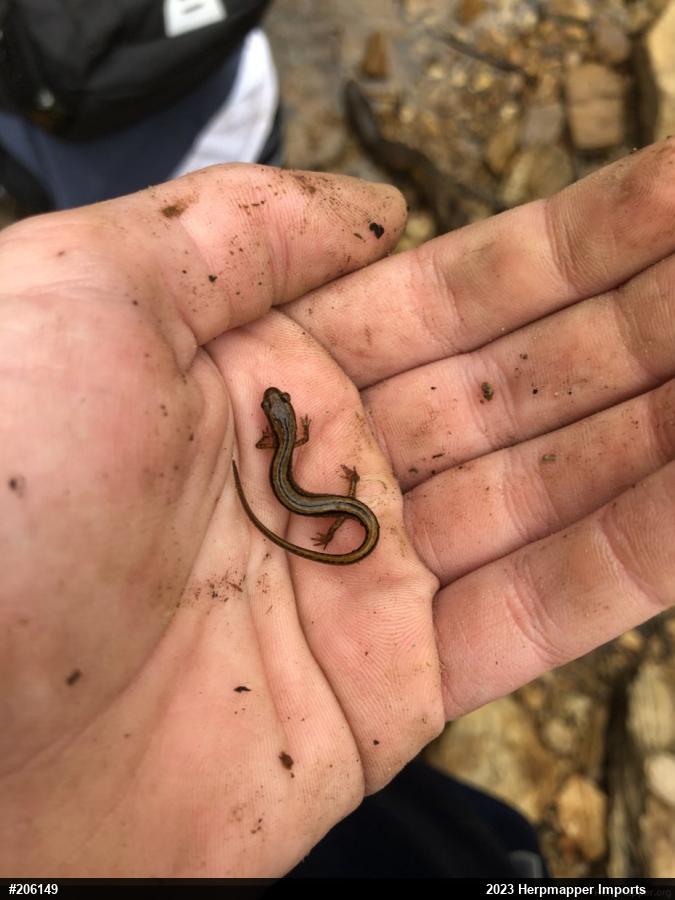 Northern Two-lined Salamander