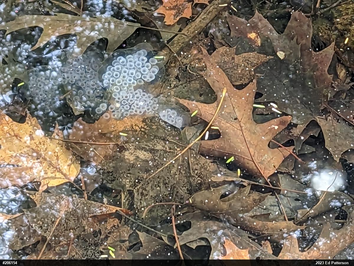 Spotted Salamander