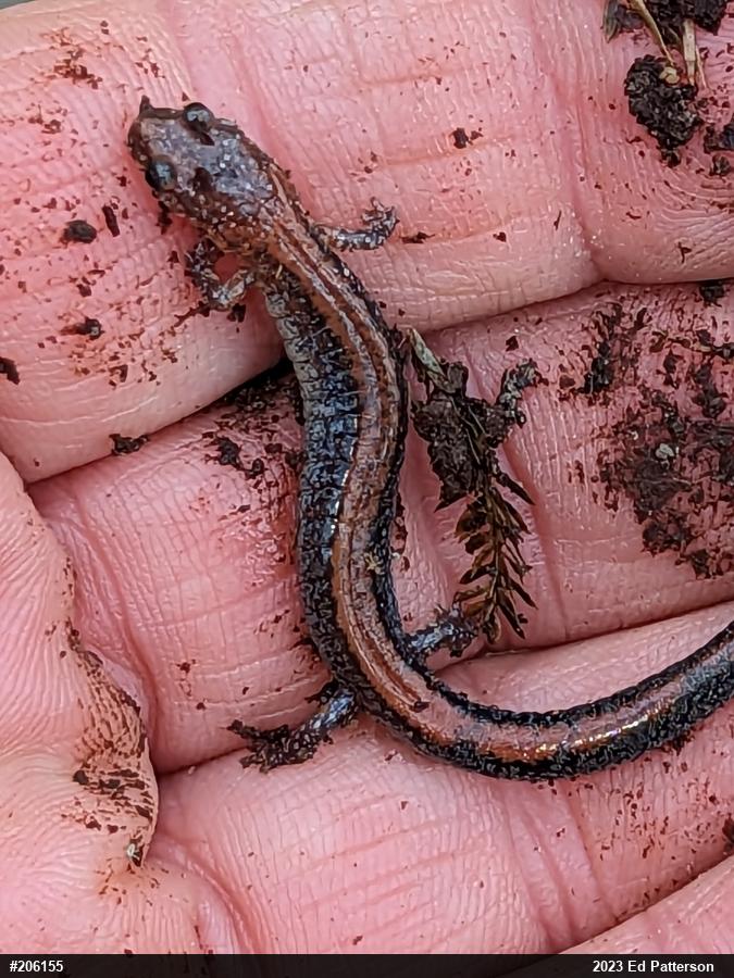 Eastern Red-backed  Salamander