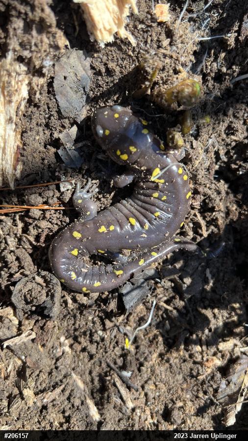 Spotted Salamander