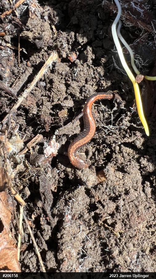 Eastern Red-backed  Salamander