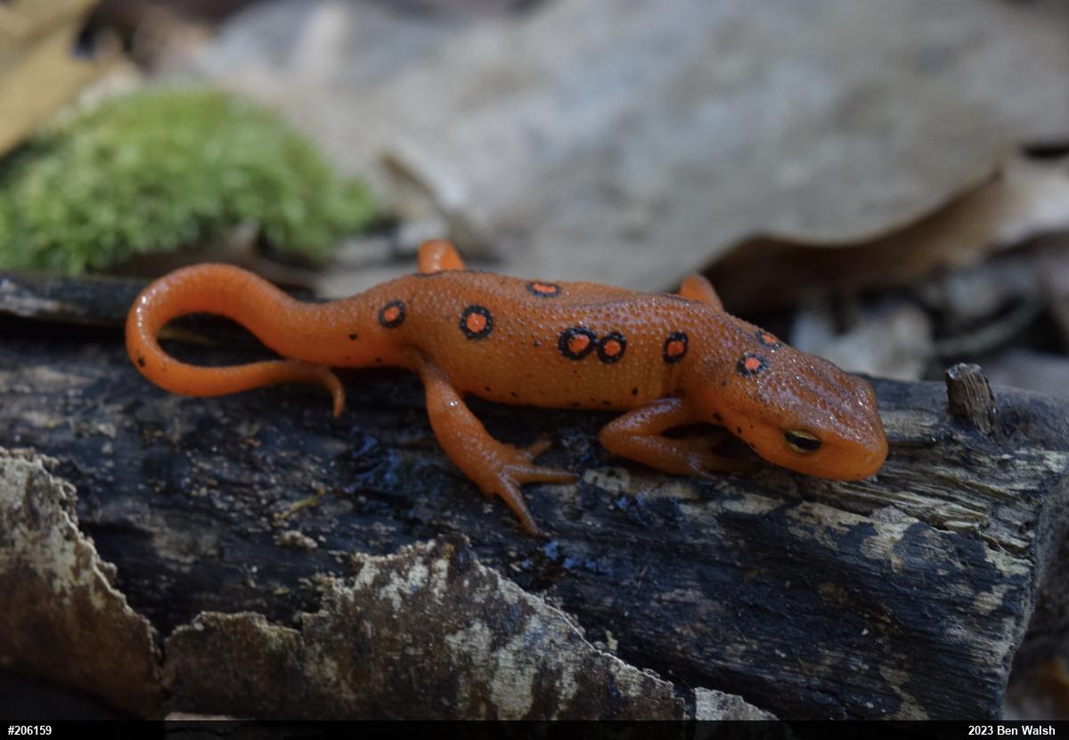 Red-spotted Newt