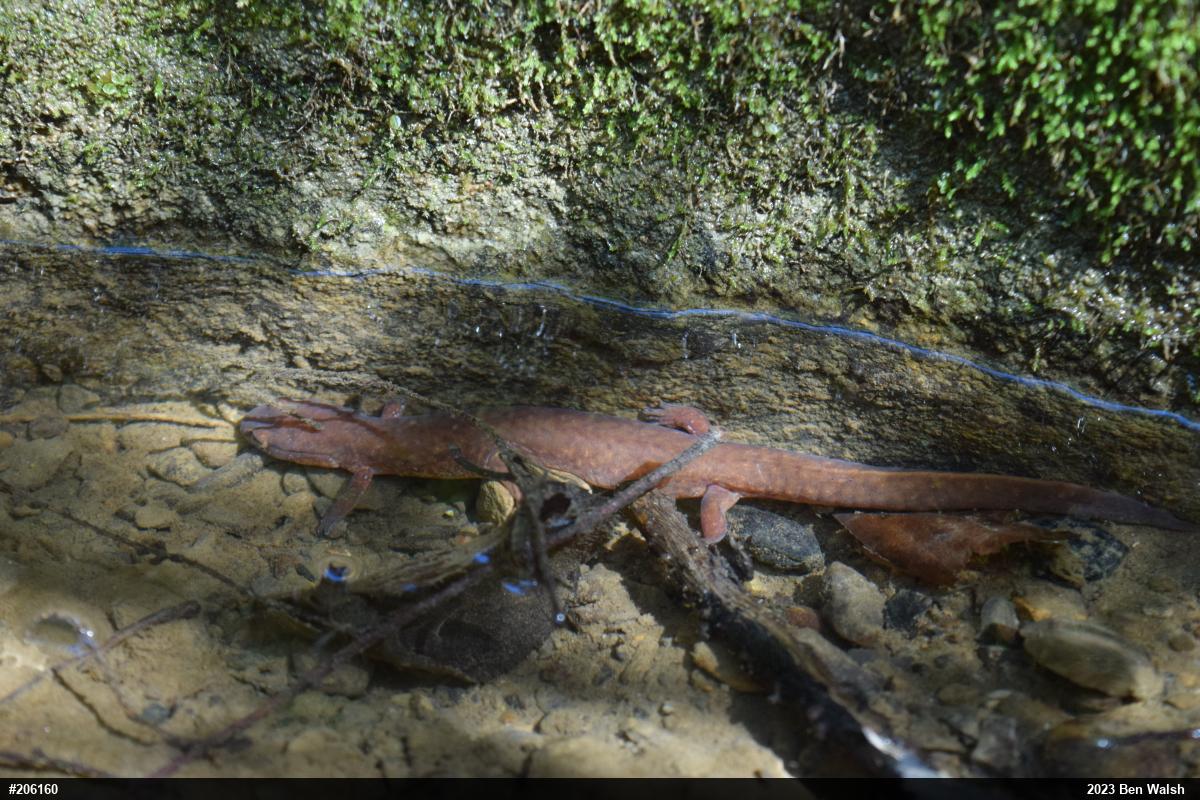 Northern Spring Salamander