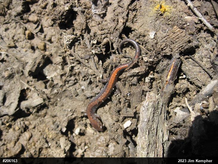 Eastern Red-backed  Salamander