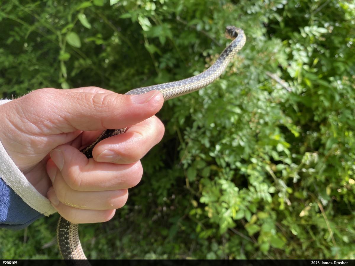 Eastern Gartersnake