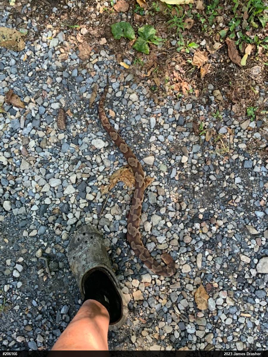 Northern Copperhead