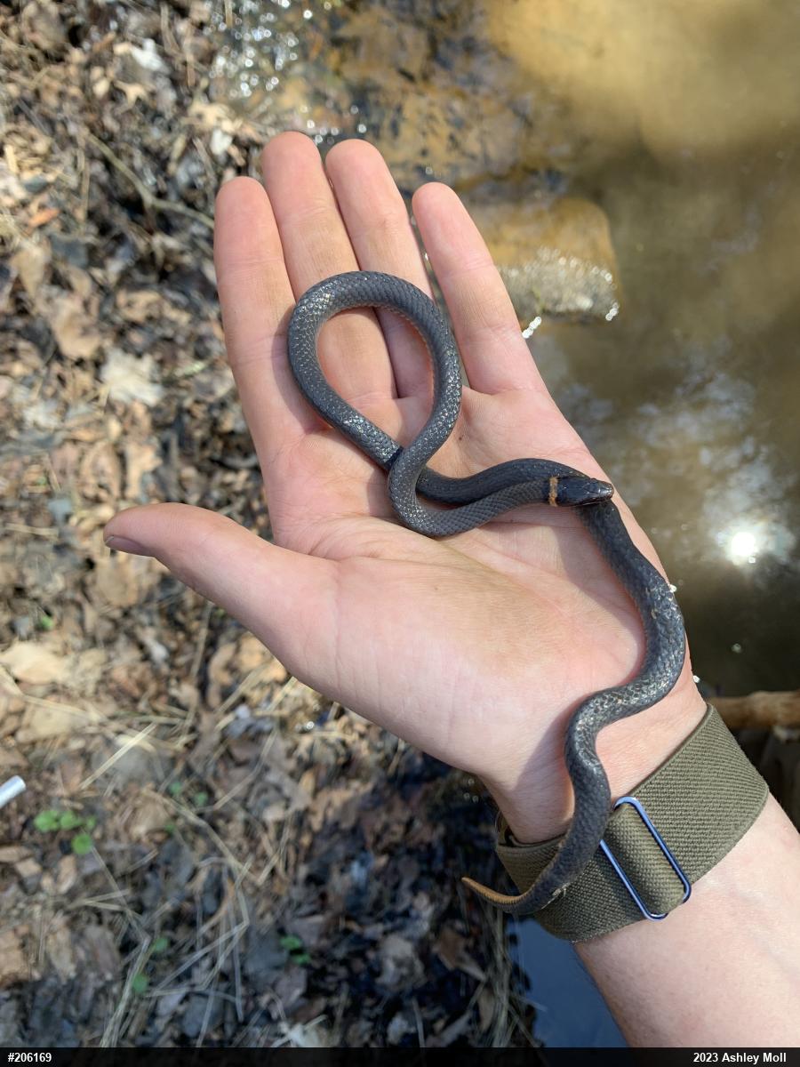 Northern Ring-necked Snake