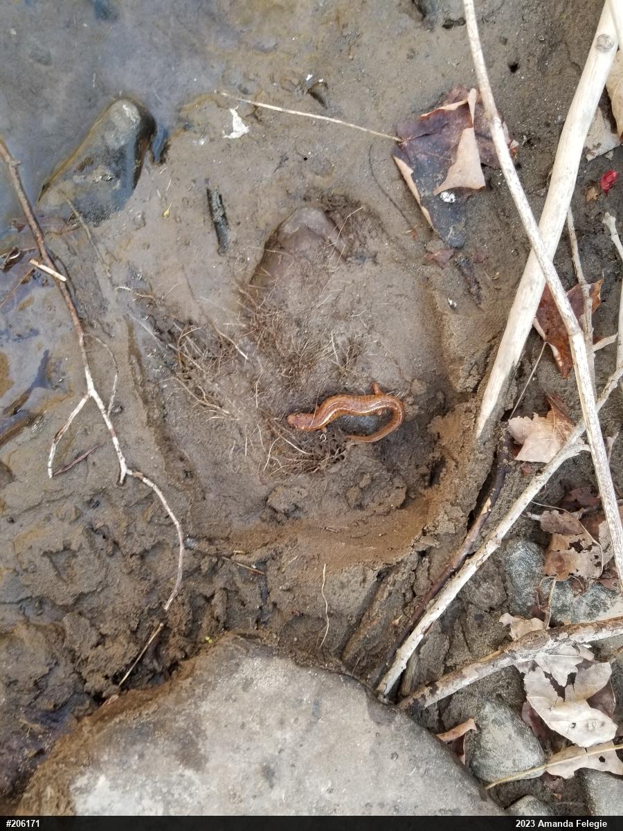 Northern Spring Salamander