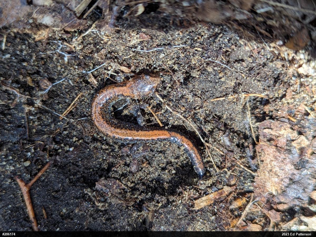 Eastern Red-backed  Salamander