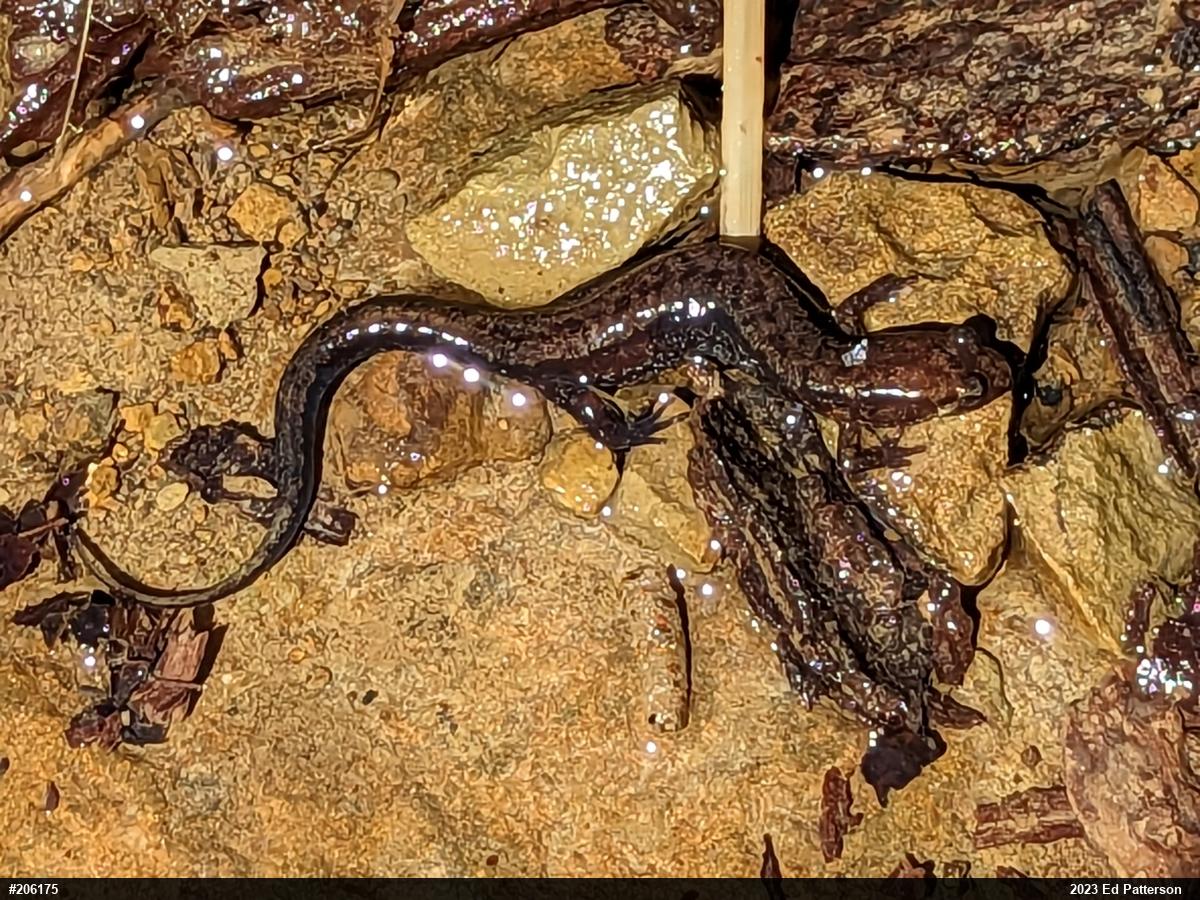 Allegheny Mountain Dusky Salamander