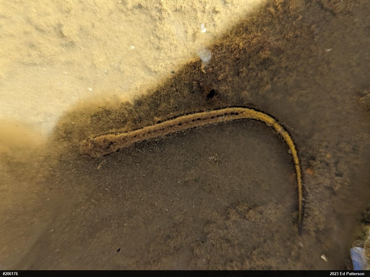 Northern Two-lined Salamander