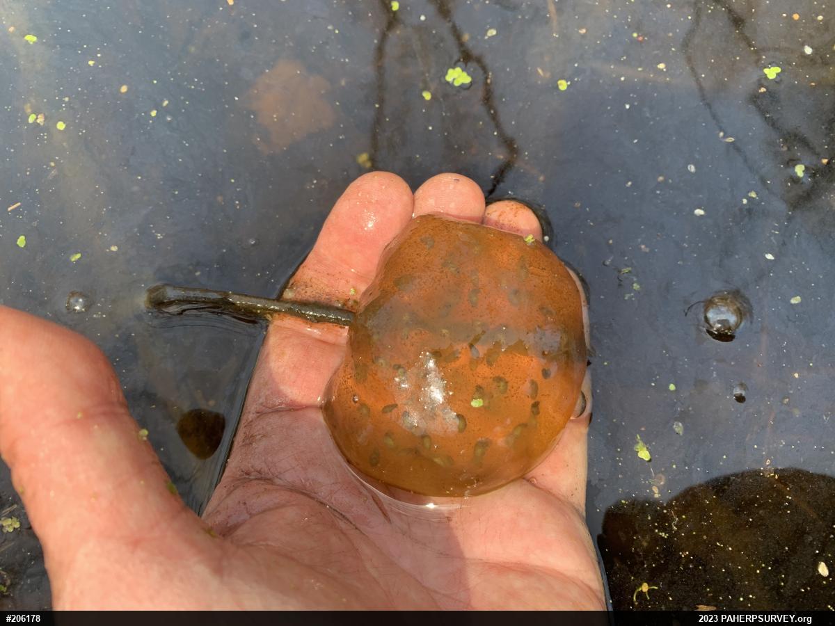 Spotted Salamander