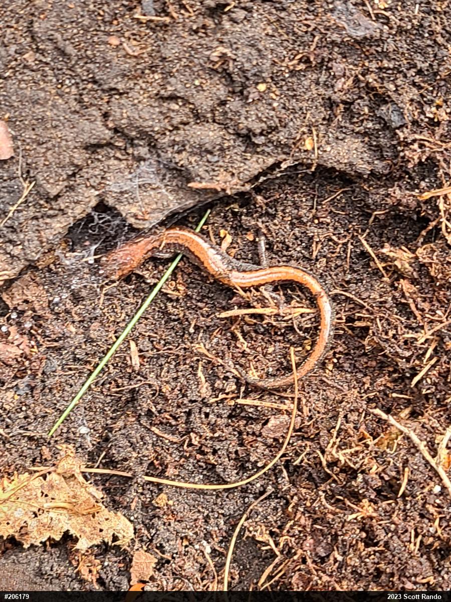Eastern Red-backed  Salamander