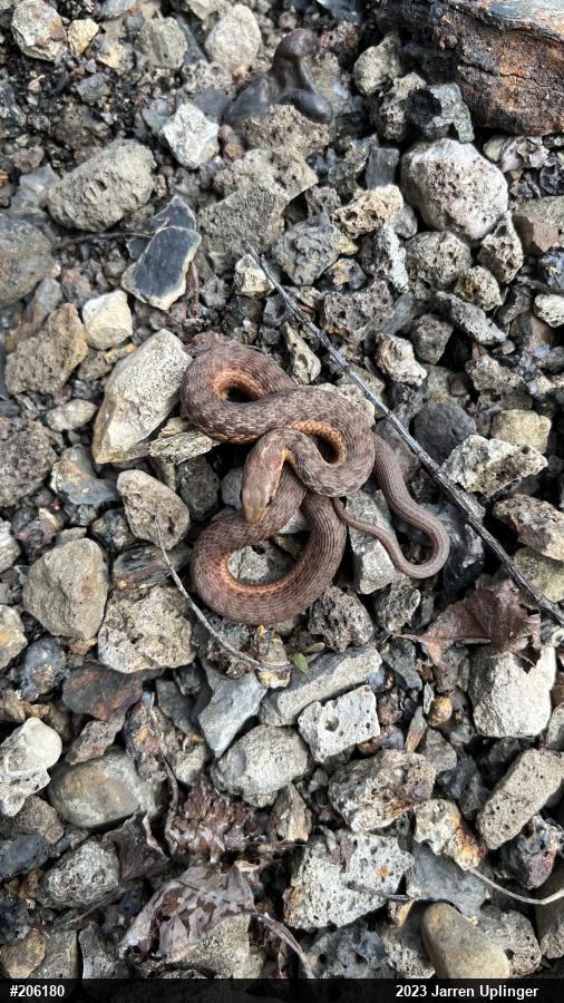 Eastern Gartersnake