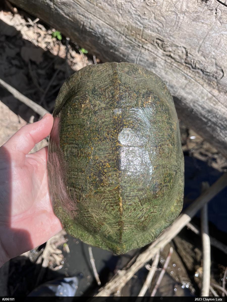 Wood Turtle