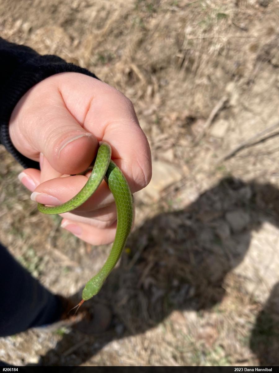 Smooth Greensnake