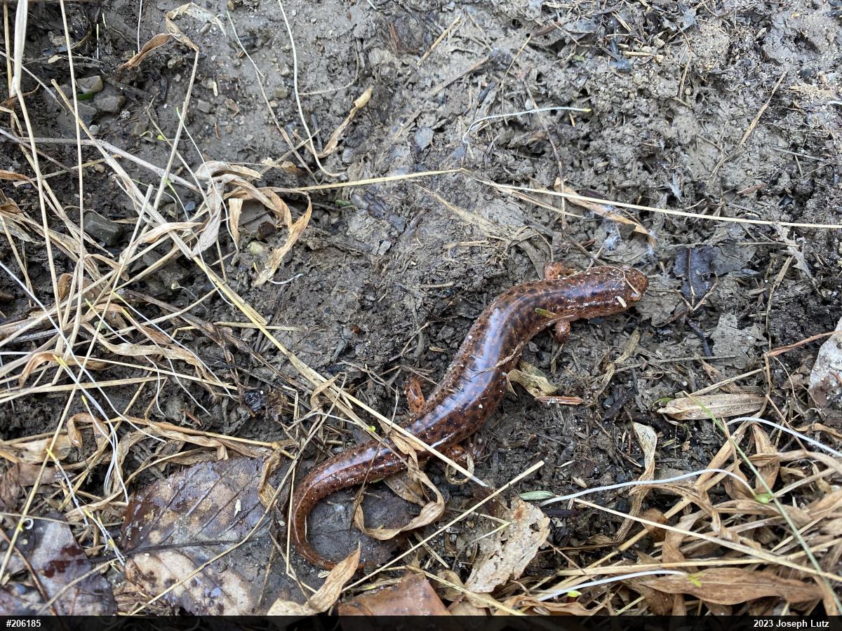 Northern Red Salamander