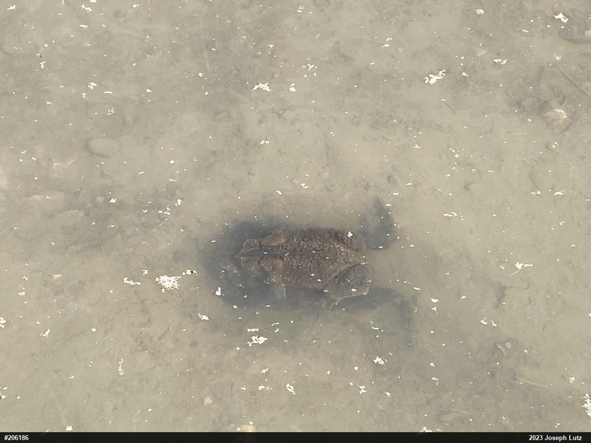 Eastern American Toad