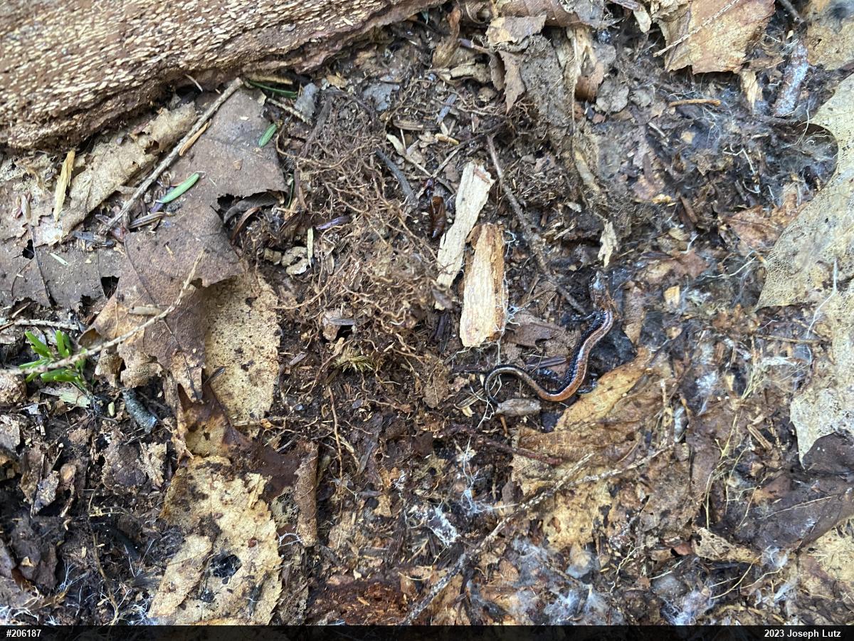 Eastern Red-backed  Salamander