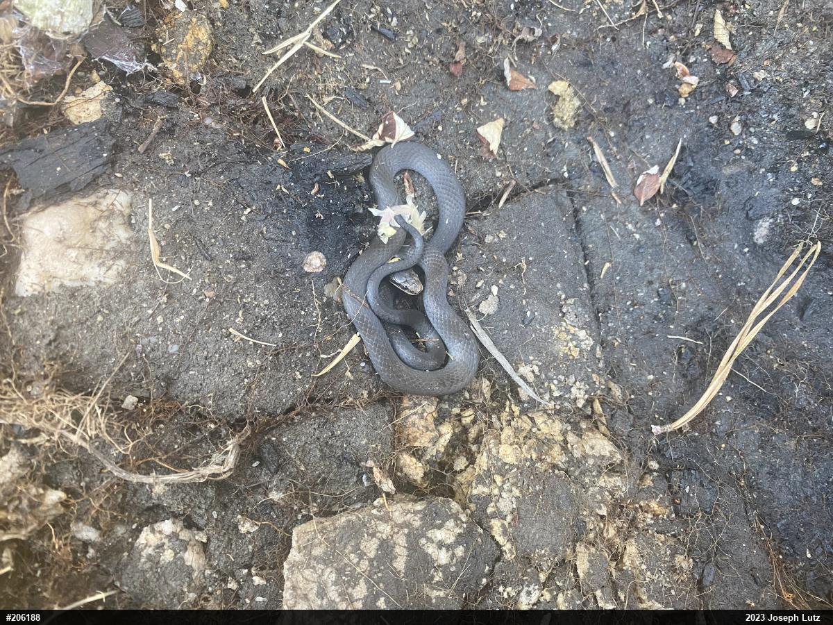 Northern Ring-necked Snake