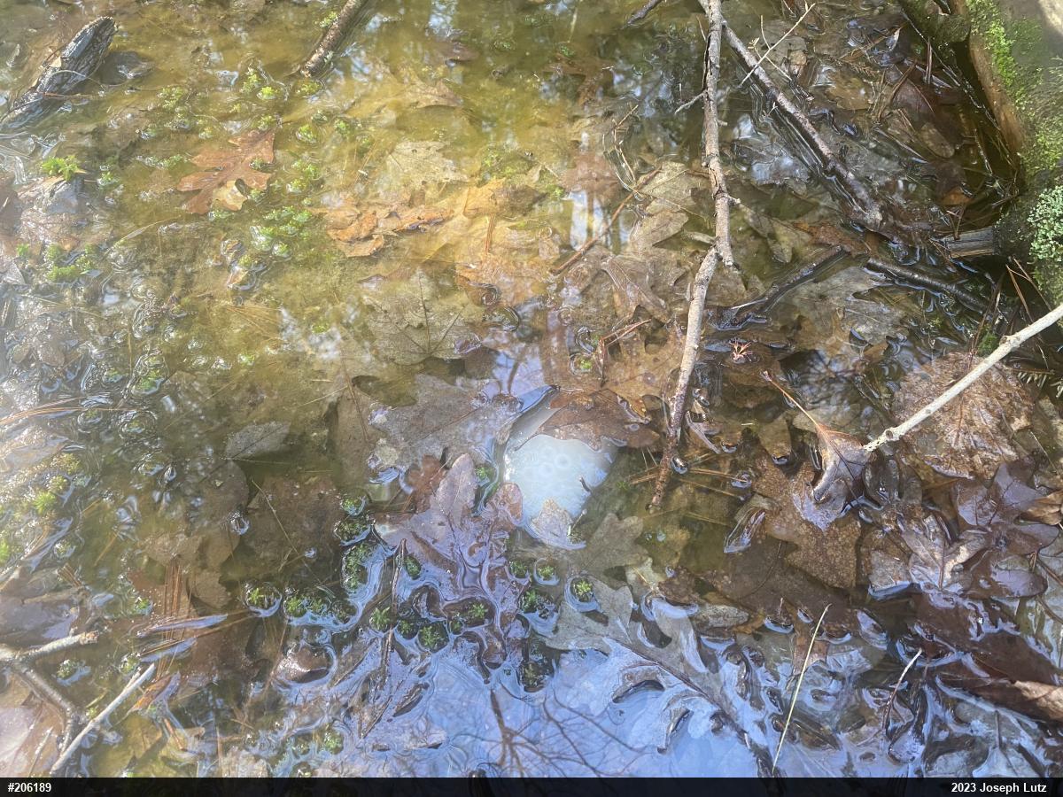 Spotted Salamander