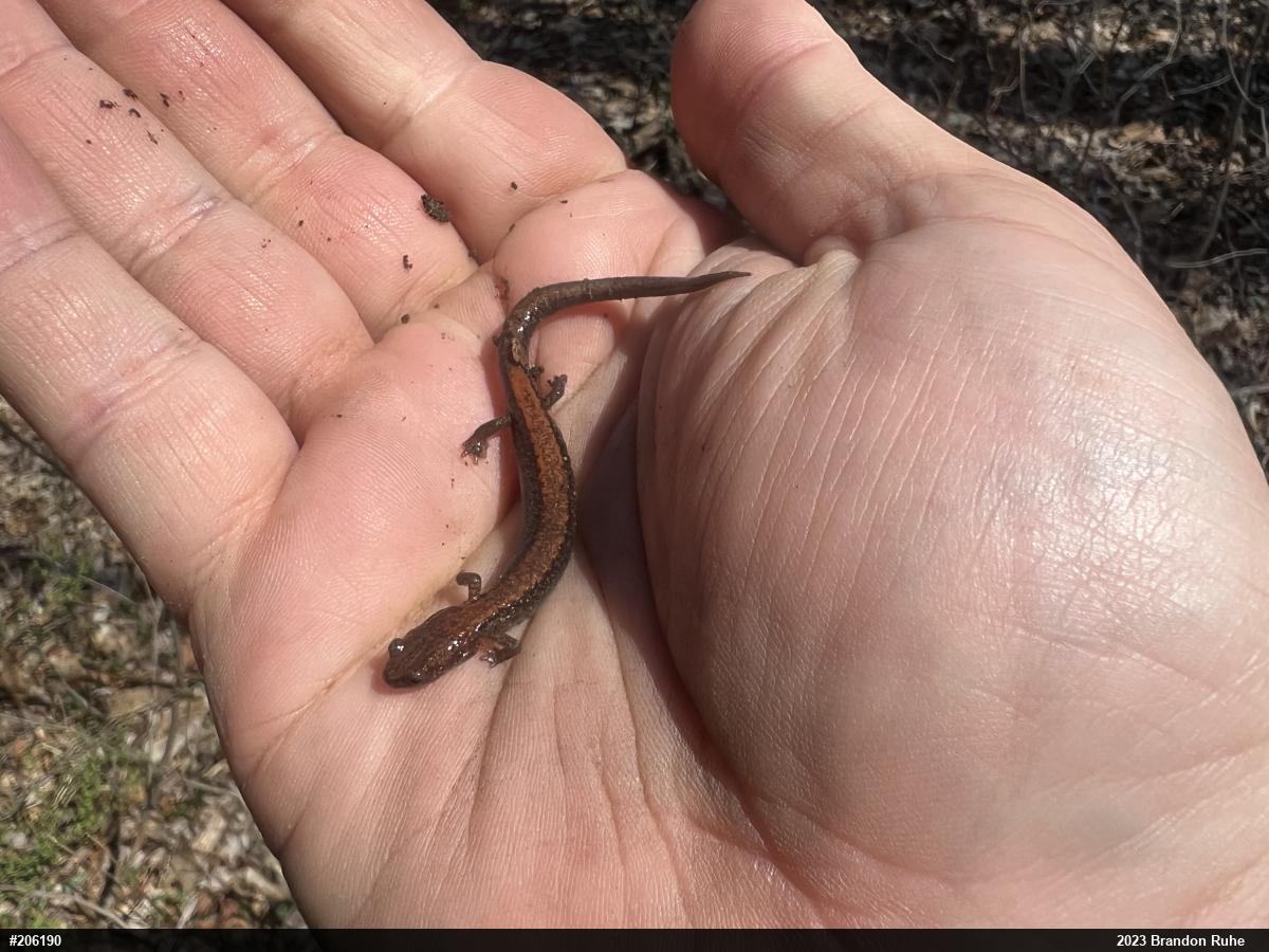 Eastern Red-backed  Salamander