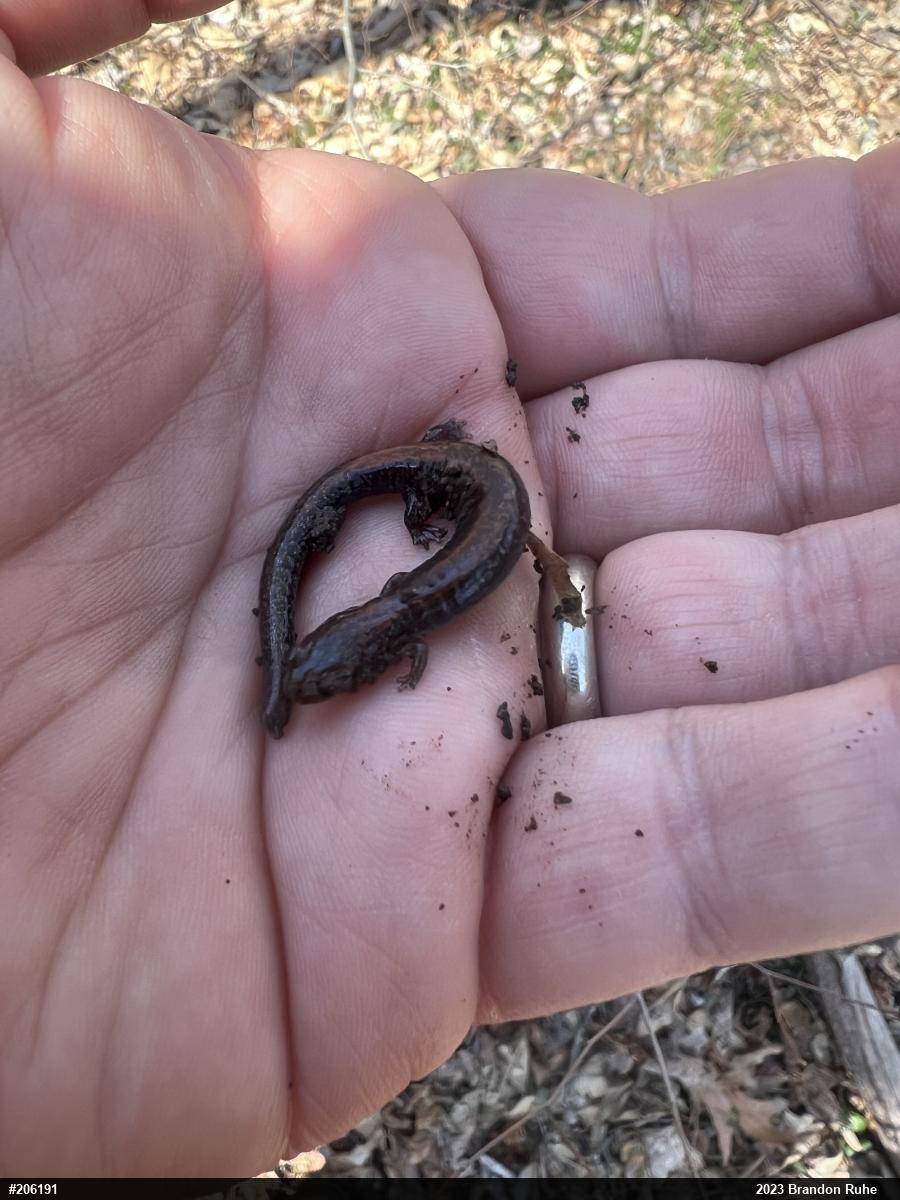Eastern Red-backed  Salamander