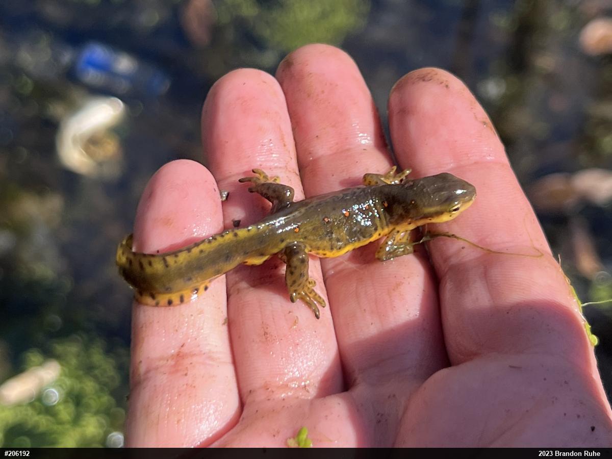 Red-spotted Newt