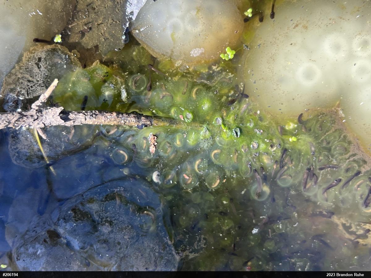 Jefferson Salamander