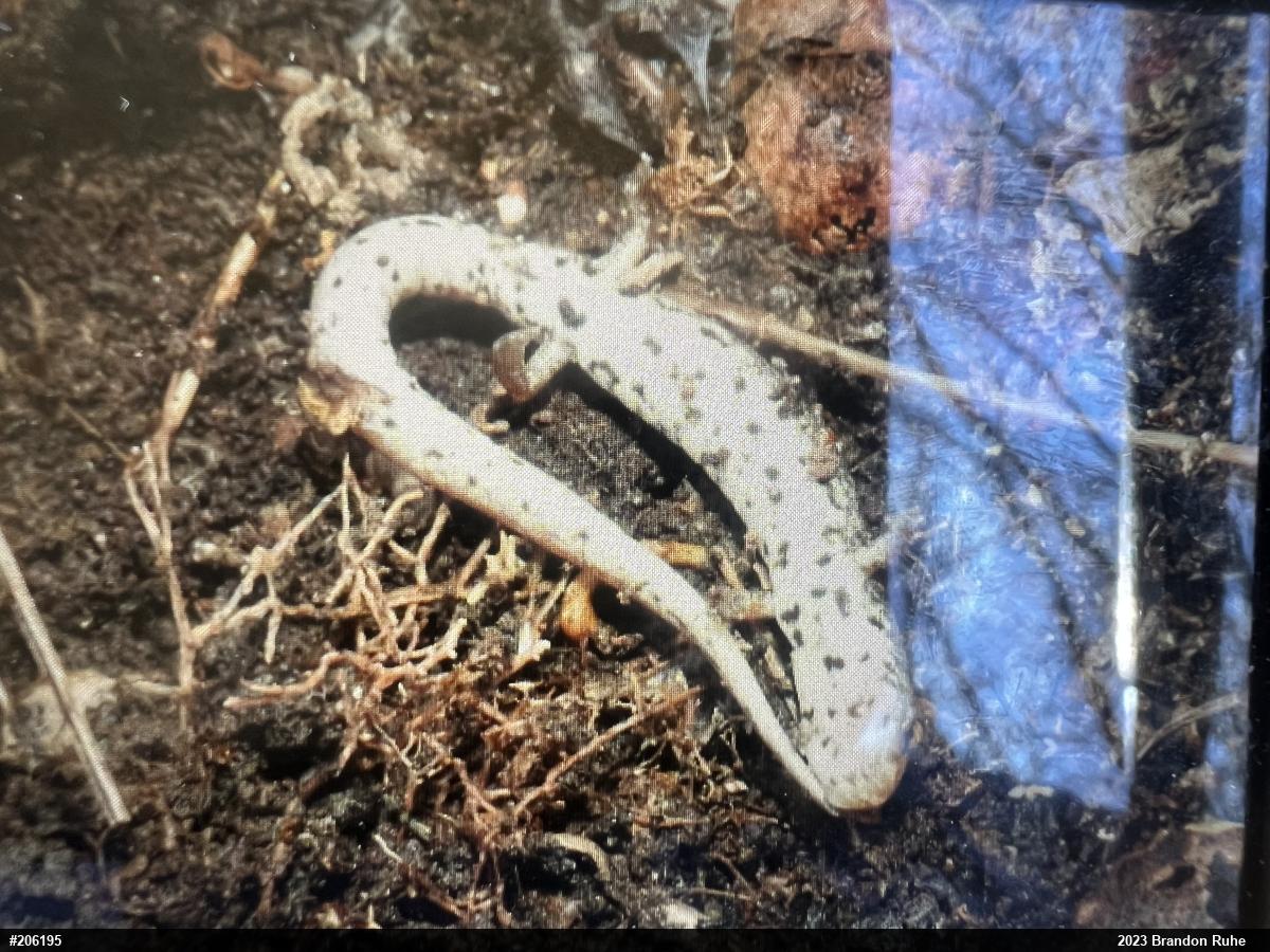 Four-toed Salamander