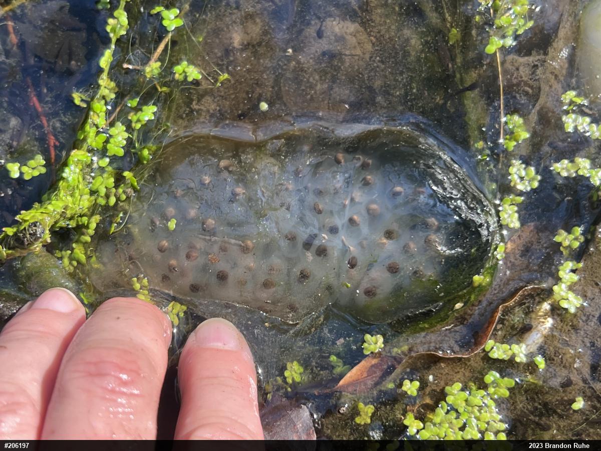 Spotted Salamander