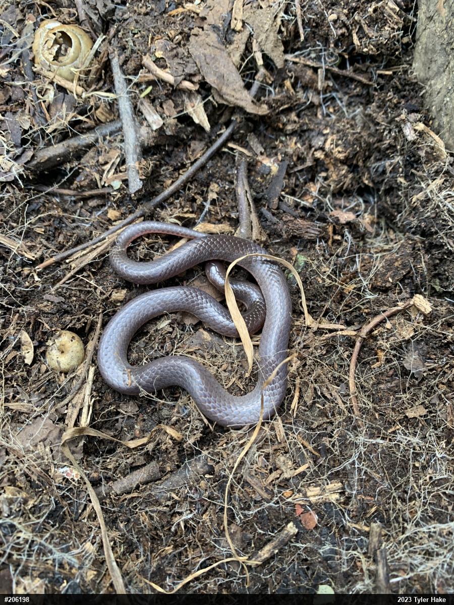 Eastern Wormsnake