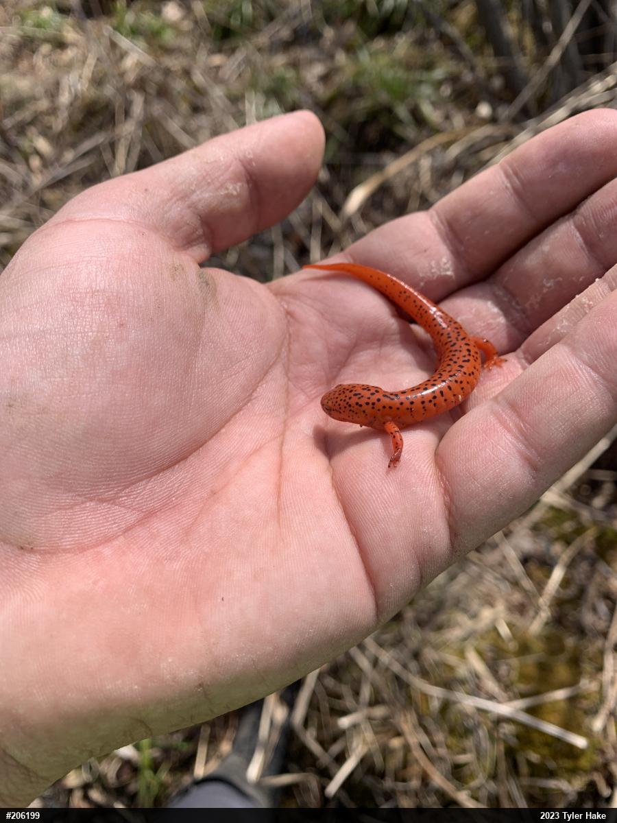 Northern Red Salamander
