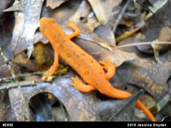 Red-spotted Newt