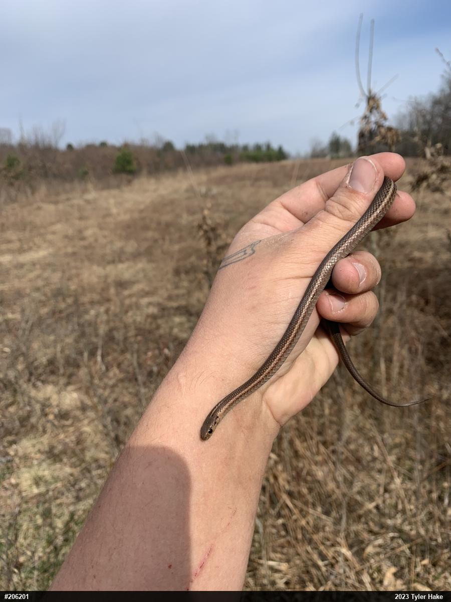 Shorthead Gartersnake