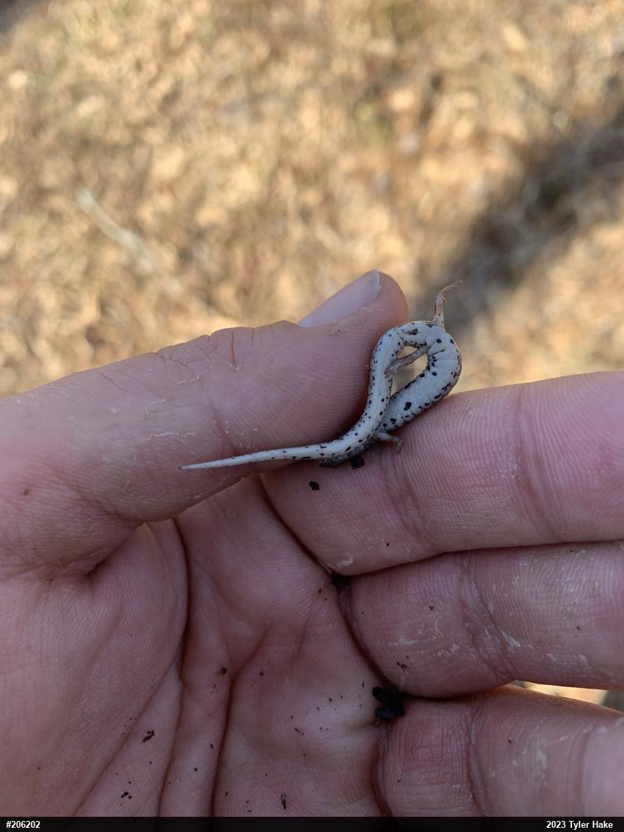 Four-toed Salamander
