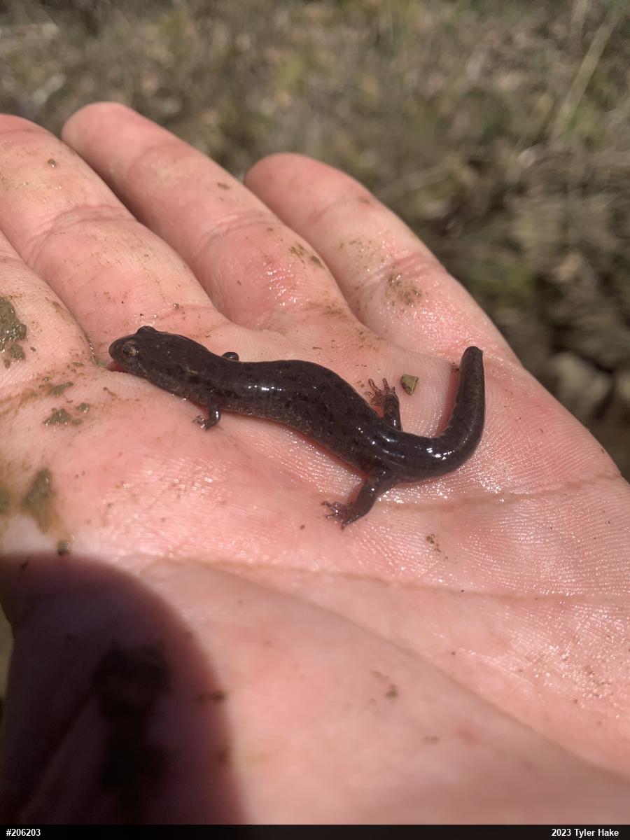Northern Dusky Salamander
