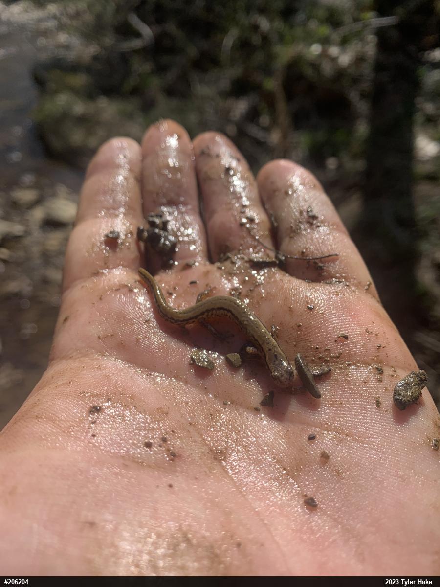 Northern Two-lined Salamander