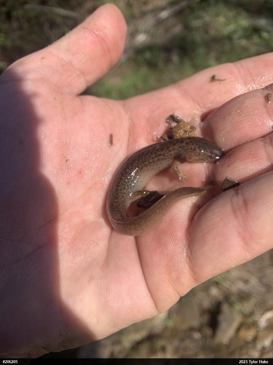 Northern Red Salamander