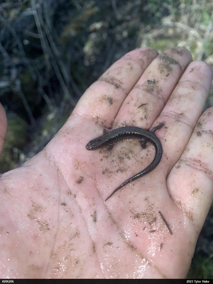 Allegheny Mountain Dusky Salamander