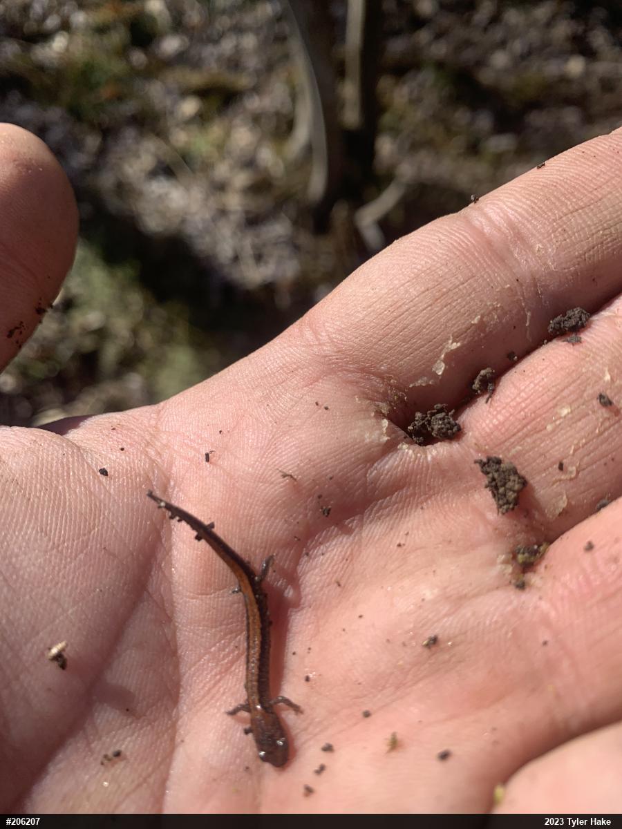 Eastern Red-backed  Salamander