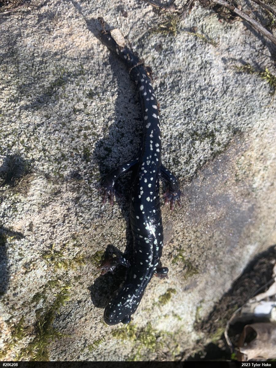 Northern Slimy Salamander