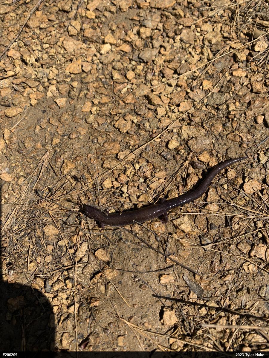 Eastern Red-backed  Salamander