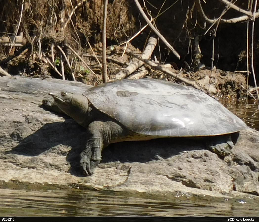 Eastern Spiny Softshell