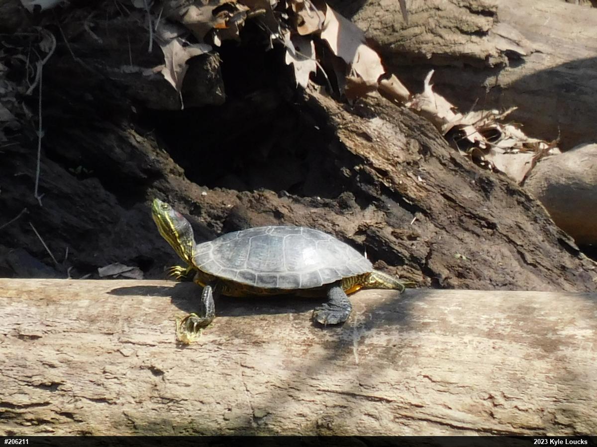 Red-eared Slider
