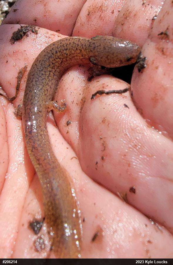 Northern Red Salamander